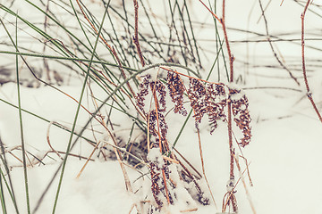Image showing Grass with snow at wintertime