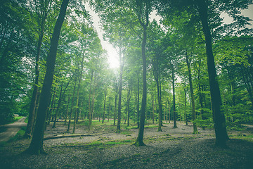 Image showing Beautiful forest scenery with tall green trees