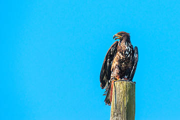 Image showing Haliaeetus albicilla eagle sitiing on a wooden post