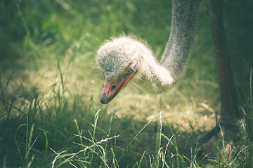 Image showing Ostrich searching for food