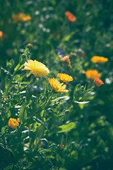 Image showing Calendula flowers in yellow and orange colors