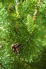 Image showing spring pine cone