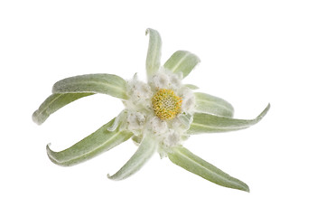 Image showing edelweiss