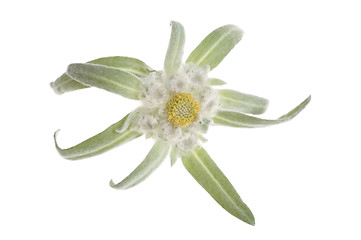 Image showing edelweiss