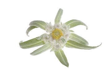 Image showing edelweiss