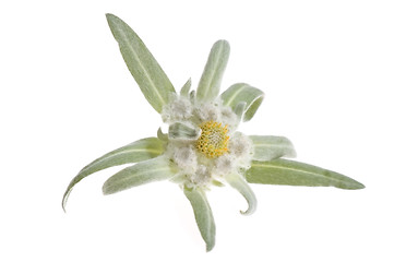 Image showing edelweiss