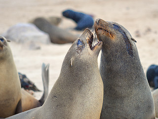 Image showing Seals at Cape Cross