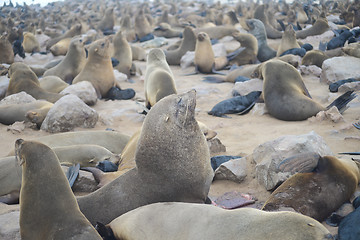 Image showing Seals at Cape Cross