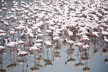 Image showing Flamingoes