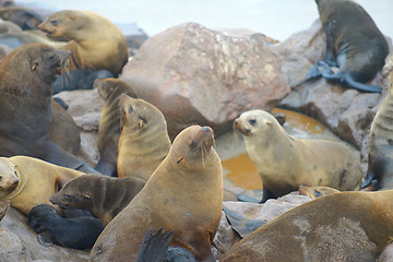 Image showing Seals at Cape Cross