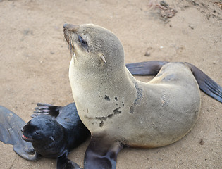 Image showing Seals at Cape Cross