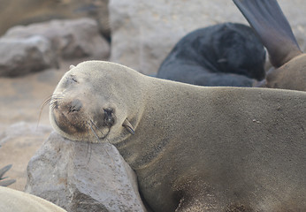 Image showing Seals at Cape Cross