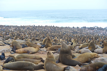 Image showing Seals at Cape Cross