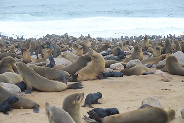 Image showing Seals at Cape Cross