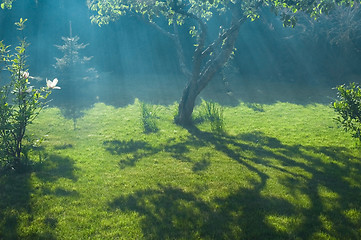 Image showing frog, sun and peaceful garden