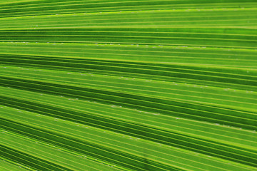 Image showing green palm tree texture