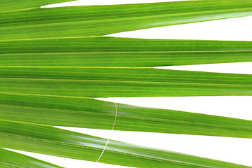 Image showing green palm tree texture