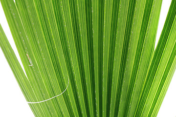 Image showing green palm tree texture