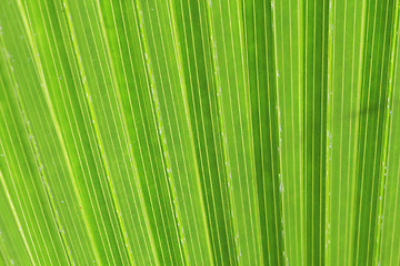 Image showing green palm tree texture