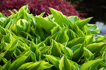 Image showing red and green background. garden