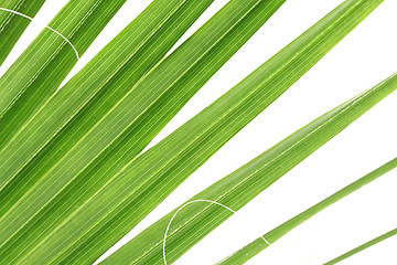 Image showing green palm tree texture