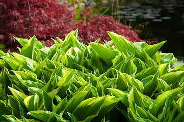 Image showing red and green background. garden