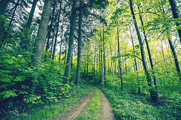 Image showing Green trees by a forest path