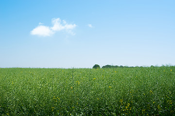 Image showing Rapeseed field with green plants