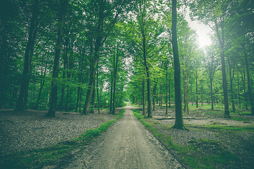 Image showing Trail in a dark green forest