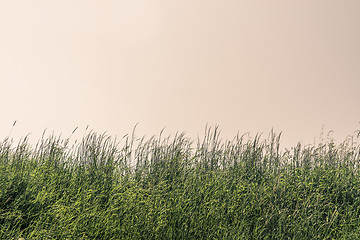 Image showing Tall grass on a meadow