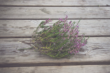 Image showing Heather with violet flowers