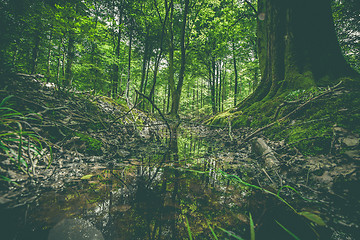 Image showing Puddle in a forest with green trees