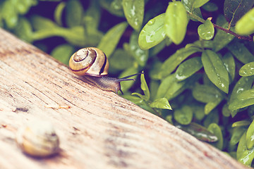 Image showing Snail on a piece of wood