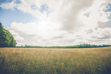 Image showing Rural landscape with wildflowers