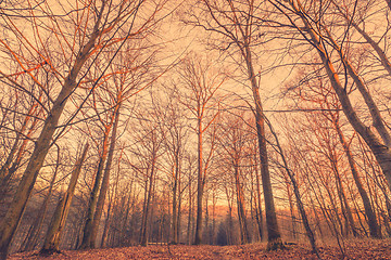 Image showing Sunrise in a Scandinavian forest