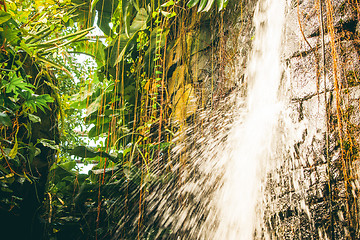 Image showing Tropical waterfall in a rainforest with green vegetation