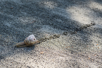 Image showing Lonely snail leaving a track