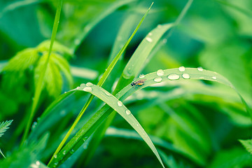 Image showing Grass with raindrops in a garden