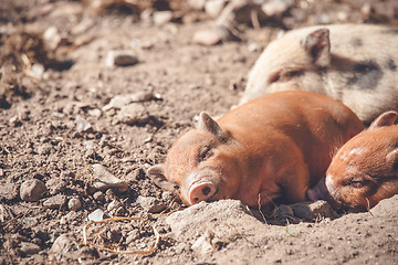 Image showing Cute piglet sleeping in a barnyard