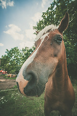 Image showing Cute horse close-up