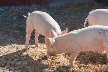 Image showing Pigs playing aroung in a yard