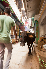 Image showing Passerby and cow, Varanasi, India