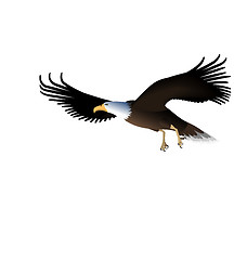 Image showing Flying Eagle Isolated on White Background