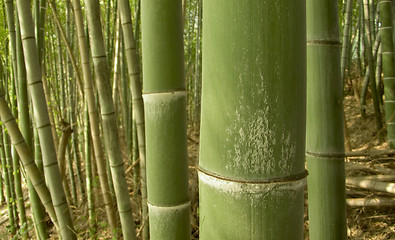 Image showing green bamboo background