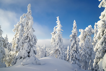 Image showing Nature in winter