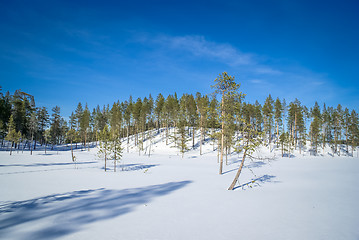 Image showing Green trees in Finland