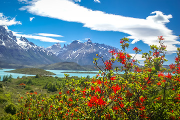 Image showing Flowers and snow