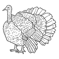 Image showing Sketch black turkey on a white background. illustration.