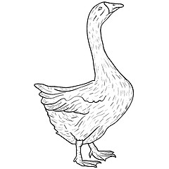 Image showing Sketch grey goose on a white background. illustration.