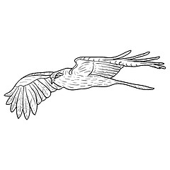Image showing Sketch beautiful eagle on a white background. illustration.